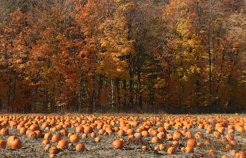 Celebrating Fall Festivities in Arizona - Skeehive